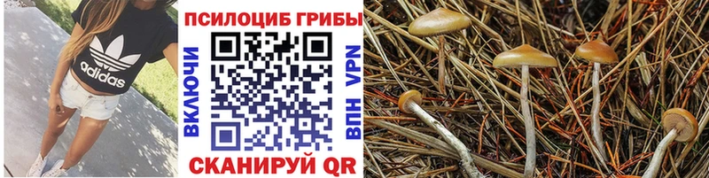 Галлюциногенные грибы Magic Shrooms Губаха